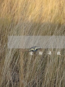 逾期导致信用卡账户状态不正常