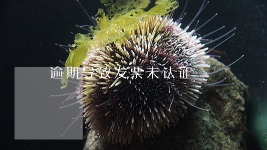 逾期导致发票未认证 逾期导致发票未认证