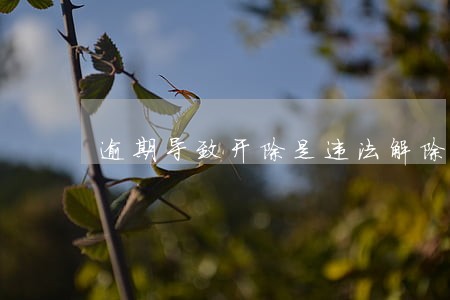 逾期导致开除是违法解除么 逾期导致开除是违法解除么