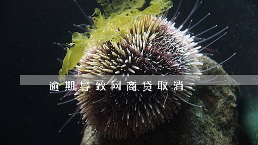 逾期导致网商贷取消 逾期导致网商贷取消