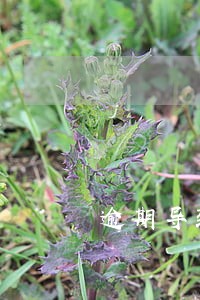 逾期导致芝麻分350 逾期导致芝麻分350