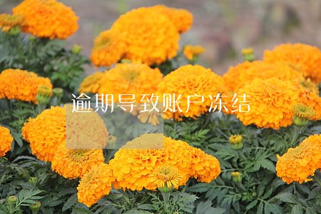 逾期导致账户冻结 逾期导致账户冻结