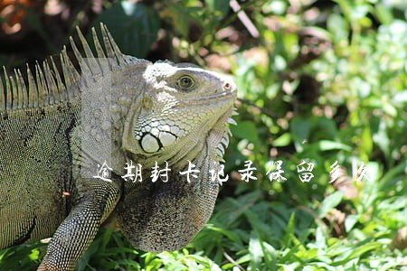 逾期封卡记录保留多久 逾期封卡记录保留多久