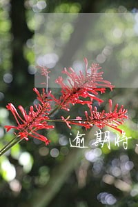 逾期将上报是黑名单吗 逾期将上报是黑名单吗
