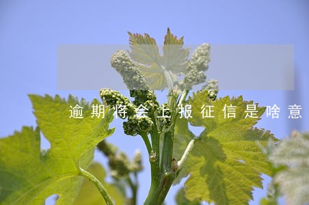 逾期将会上报征信是啥意思 逾期将会上报征信是啥意思