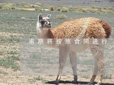 逾期将按照合同进行 逾期将按照合同进行