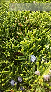 逾期小米云