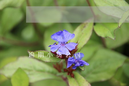 逾期小贷公司