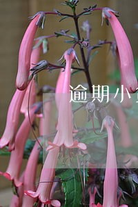 逾期小贷只还本金可以吗 逾期小贷只还本金可以吗