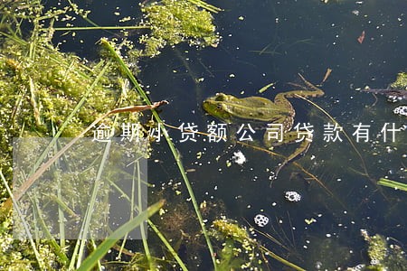 逾期小贷额公司贷款有什么 逾期小贷额公司贷款有什么