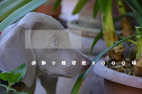 逾期小额贷款2000块钱左右 逾期小额贷款2000块钱左右