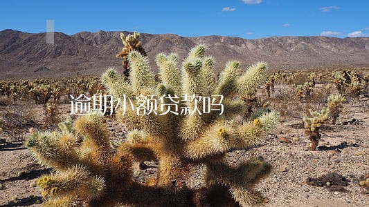 逾期小额贷款吗 逾期小额贷款吗