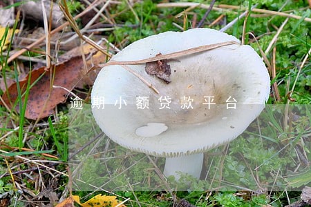 逾期小额贷款平台 逾期小额贷款平台