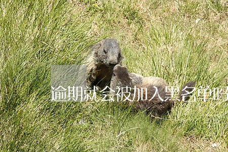 逾期就会被加入黑名单吗 逾期就会被加入黑名单吗