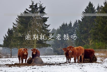 逾期就是老赖吗 逾期就是老赖吗