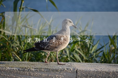 逾期就是黑名单么 逾期就是黑名单么