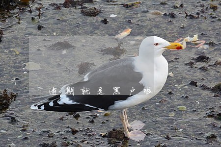 逾期就是黑户啦 逾期就是黑户啦
