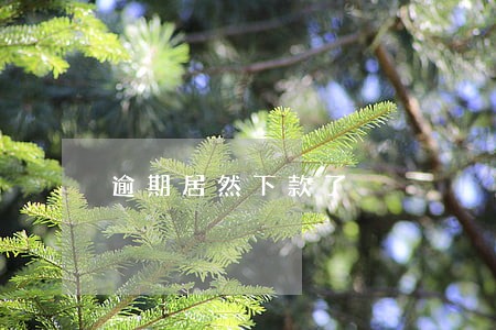 逾期居然下款了 逾期居然下款了
