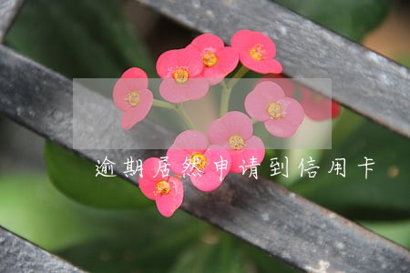 逾期居然申请到信用卡 逾期居然申请到信用卡