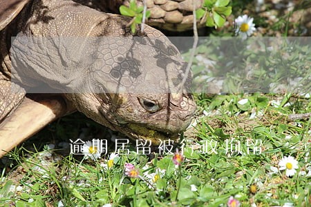 逾期居留被行政拘留 逾期居留被行政拘留
