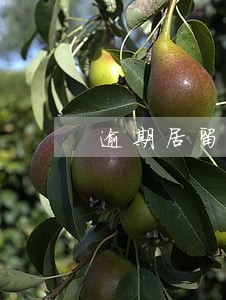 逾期居留还能办理加拿大签证吗 逾期居留还能办理加拿大签证吗