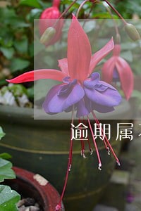 逾期属不属于恶意骗贷 逾期属不属于恶意骗贷