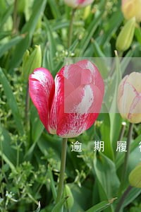逾期履行判决书如何计算利息 逾期履行判决书如何计算利息