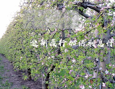逾期履行加倍利息计算器 逾期履行加倍利息计算器