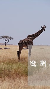 逾期履行合同的违约责任包括 逾期履行合同的违约责任包括