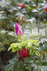 逾期履行合同违约金 逾期履行合同违约金
