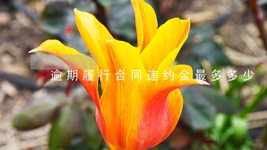 逾期履行合同违约金最多多少 逾期履行合同违约金最多多少