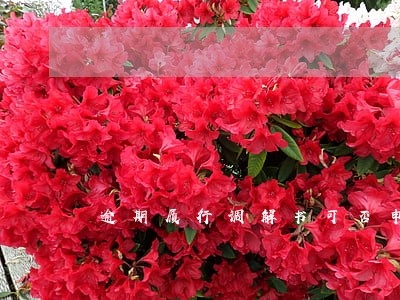 逾期履行调解书可否申请执行 逾期履行调解书可否申请执行