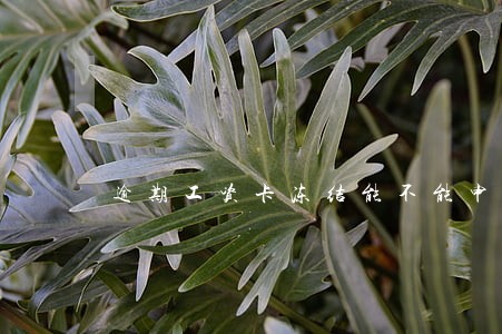 逾期工资卡冻结能不能申请生活费 逾期工资卡冻结能不能申请生活费