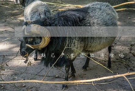 逾期已产生还能消除吗 逾期已产生还能消除吗