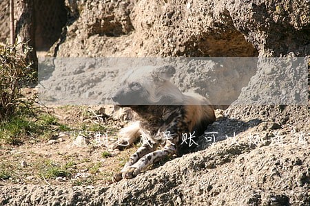 逾期已成呆账可以协商消除吗 逾期已成呆账可以协商消除吗