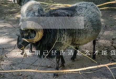 逾期已经还清怎么才能贷款吗