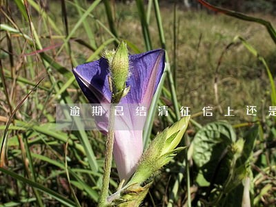 逾期已结清征信上还是未结清 逾期已结清征信上还是未结清
