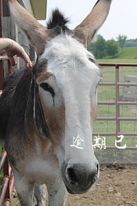逾期已结清证明怎么开 逾期已结清证明怎么开
