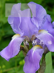 逾期已结清车贷 逾期已结清车贷