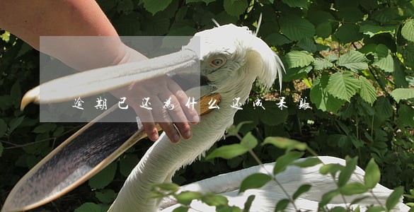 逾期已还为什么还成呆账 逾期已还为什么还成呆账