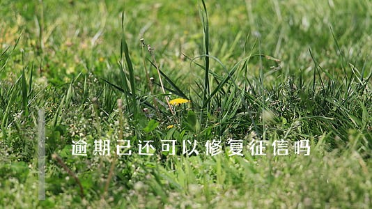 逾期已还可以修复征信吗 逾期已还可以修复征信吗
