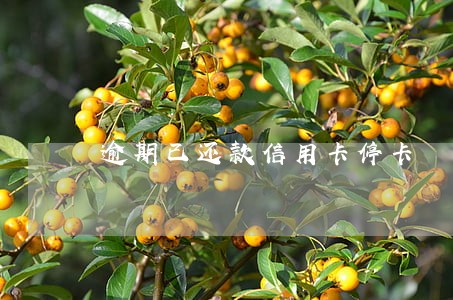 逾期已还款信用卡停卡 逾期已还款信用卡停卡