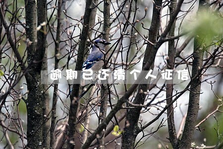 逾期已还清个人征信 逾期已还清个人征信