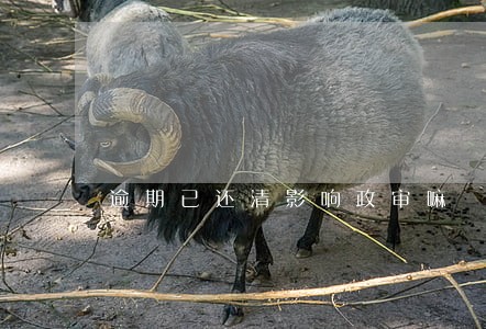 逾期已还清影响政审嘛 逾期已还清影响政审嘛