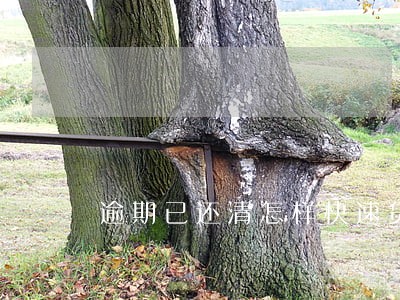 逾期已还清怎样快速贷 逾期已还清怎样快速贷