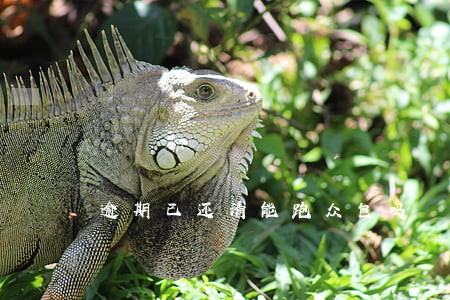 逾期已还清能跑众包吗