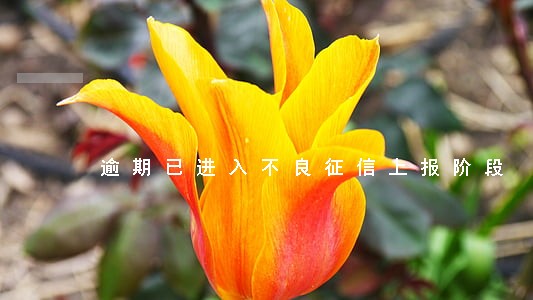 逾期已进入不良征信上报阶段 逾期已进入不良征信上报阶段