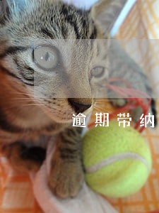 逾期带纳金合法吗 逾期带纳金合法吗