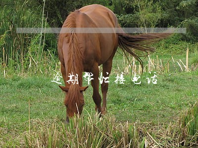 逾期帮忙接电话