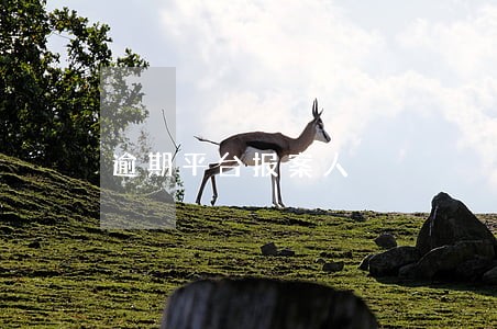 逾期平台报案人 逾期平台报案人